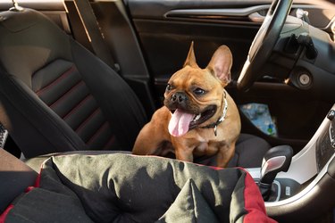 Adorable small active little smart dog French Bulldog in the car and is ready for journey.