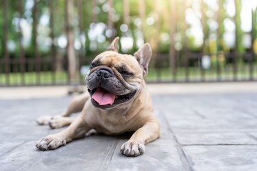 Tired French bulldog lying outdoor with tongue out.