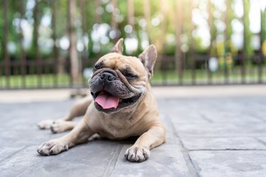 do worming tablets make dogs drowsy