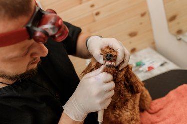 Professional Man veterinarian dentist doing procedure of professional teeth cleaning dog in a veterinary clinic. Pet healthcare concept .