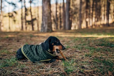 A dachshund dog is playing in a pine forest, in nature