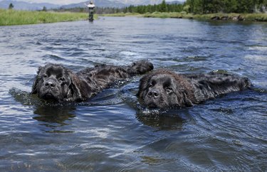 Two Newfoundlands in the water.