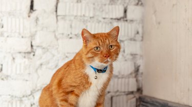 Portrait of domestic red tabby cat sitting at home on wall background