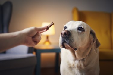 Man with his obedient dog at home.