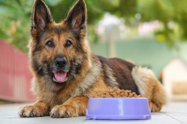 German Shepherd dog lying next to a bowl with kibble dog food, looking at the camera.