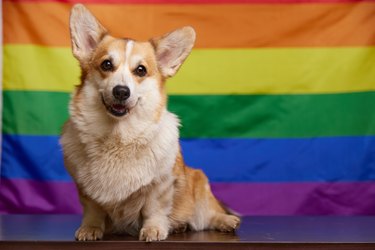 A happy corgi dog smiles sweetly in front of a rainbow LGBT flag.