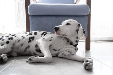 Dalmatian dog lying down on the floor