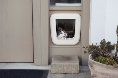 cat try to open flap