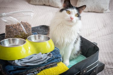 Cat sitting in a packed suitcase with clothes, cat food and bowls