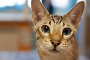 portrait of a domestic cat. a mixture of Bengali and Oriental breeds