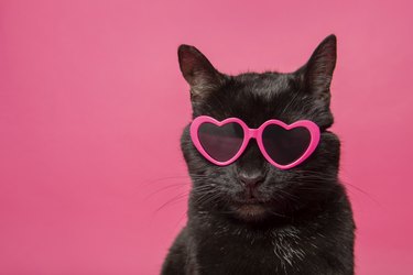 Portrait of a Black Cat in Heart Sunglasses