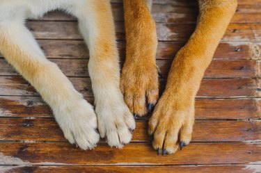 Close-Up Of Dog Paws On Wooden Floor