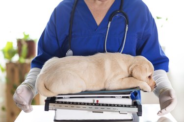 Puppy at veterinarian office