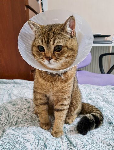 Cat with plastic cone or E-Collar in the head at recovery after surgery. animal healthcare and pet concept