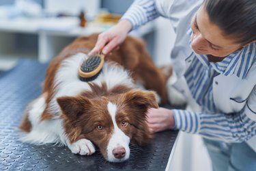 Brown Border Collie dog during visit in vet