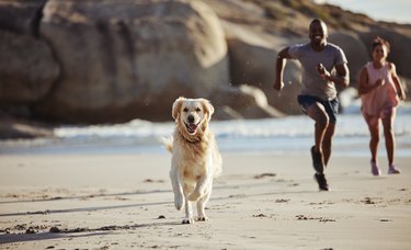 Couple, beach and dog running for freedom or travel vacation together with pet owner. Healthy lifestyle, fitness workout and golden retriever puppy run on ocean sand for happiness or relax at sea