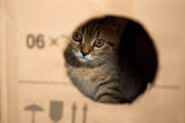 The kitten looks out of the hole in the box.