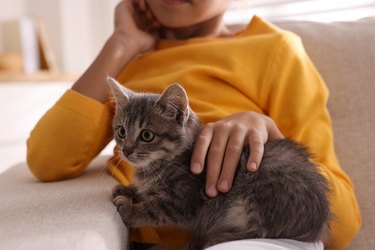 Cute little girl with kitten on sofa at home, closeup. Childhood pet