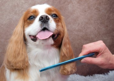 Cavalier King Charles Spaniel dog after a haircut in a dog salon. The groomer combs the dog with a blue dog comb