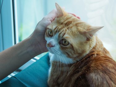 Girl's hand stroking the cat's head