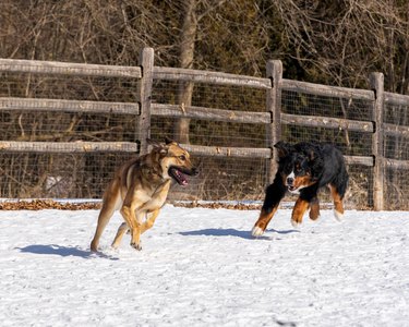 Dogs playing in the snow by a fence