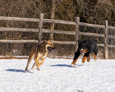 how do dogs choose their person