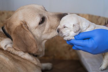 Newborn puppies with their mother