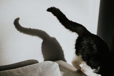 Conceptual image of a cat leaping off the side of chair, her tail projects a shadow on the plain wall beside her