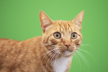 Cat portrait on green background