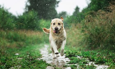 Dog playing under raindrops in countryside