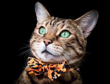 Bengal cat with green eyes wearing an orange Halloween bowtie with a bats.