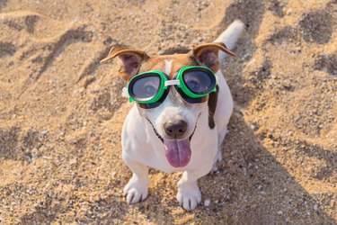 High Angle Portrait Of Dog Wearing Swimming Goggles At Beach