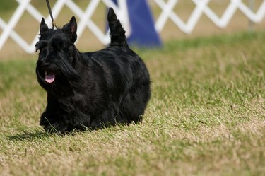 Scottish Terrier walking on the grass in the show ring