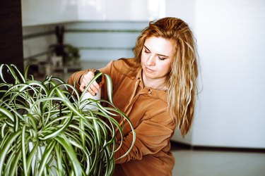 Woman watering a spider plant