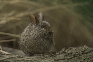Closeup of a brown rabbit