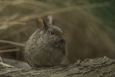 wild baby rabbits