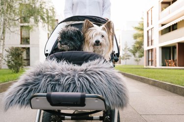 Small disabled dogs in a buggy