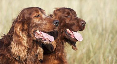 two red golden retrievers in a field