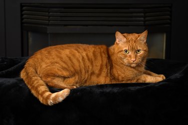 Orange tabby cat portrait on black background