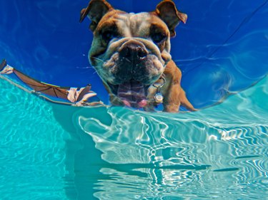 French Bulldog Doesn't Need Water to Swim