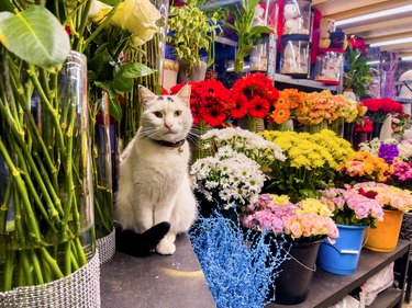 Florist cat looking in camera