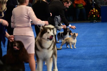 National Dog Show Hosted By The Kennel Club of Philadelphia