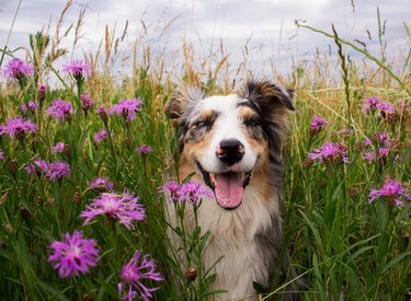 View Of A Dog On Field