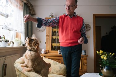 Senior man training his dog by holding a treat above his dog's head.