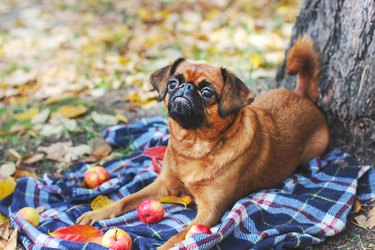 The small Brabancon dog with chestnut color lying under tree in