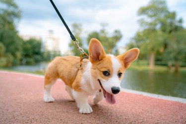 Man takes a cute dog for a run in the park.