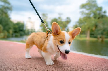 How To Repair Nylon Dog Leash ? Here Are 6 Incredible Way