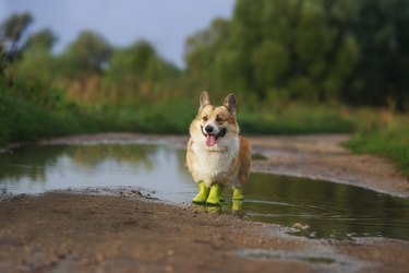 corgi dog in rubber boots on all paws stands in a puddle in the park after a spring rain