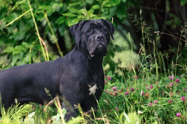 Cane corso dog outdoors in a field