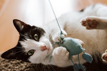 Closeup shot a fluffy black and white cat playing with a blue knitted mouse